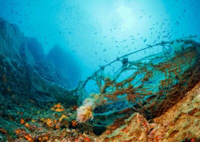Are Manta Rays Facing Extinction?