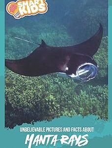Unbelievable Pictures and Facts About Manta Rays