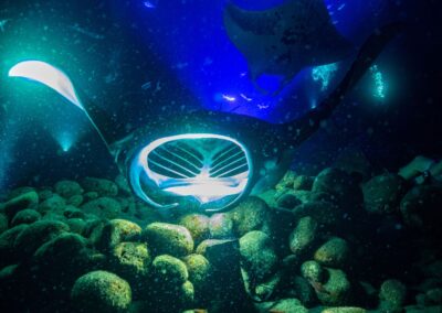 How Behavioral Conditioning leads Manta Rays to Feed at Manta Viewing Sites