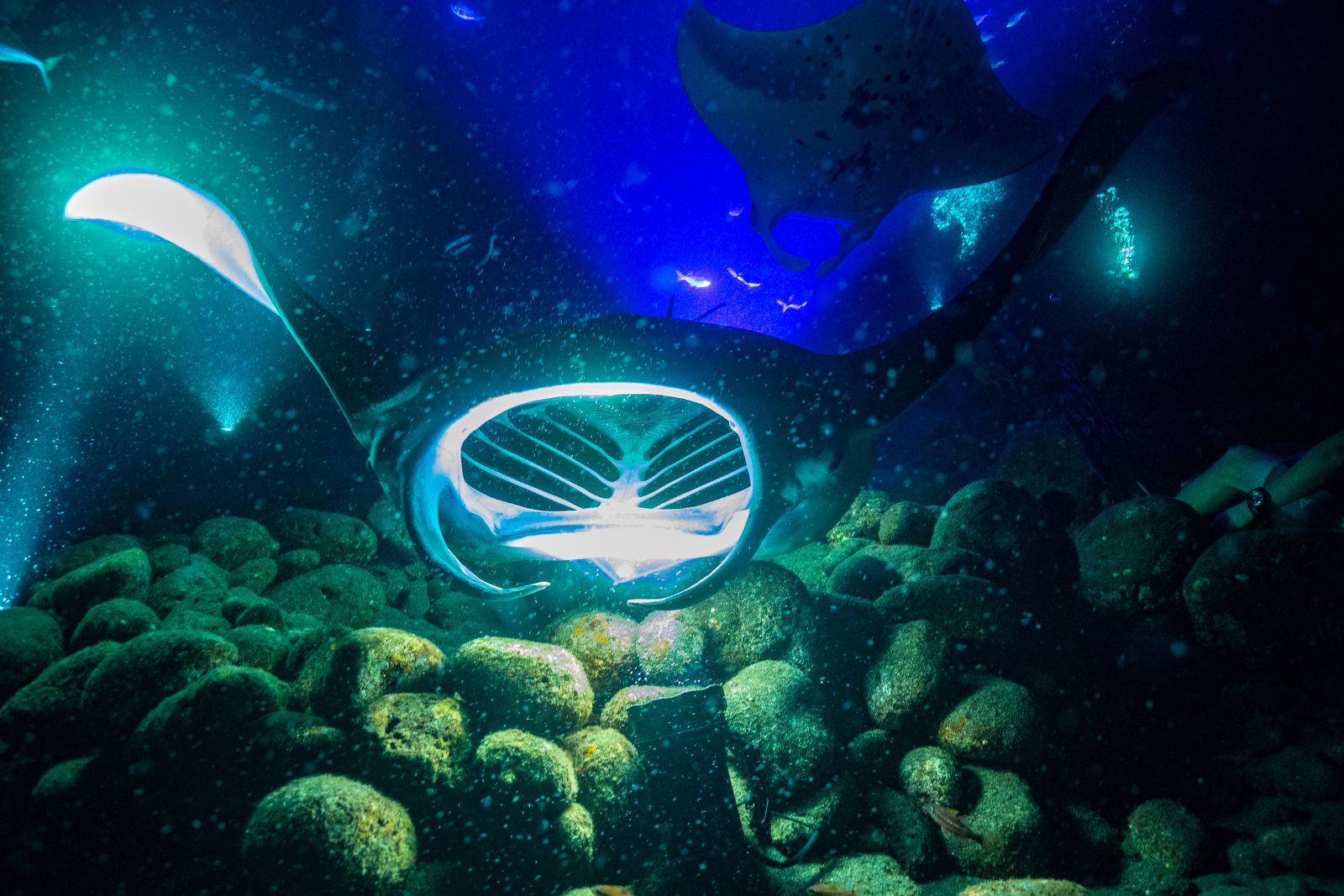 MRA manta ray feeding on plankton at one of the viewing sites manta ray feeding on plankton at one of the viewing sites