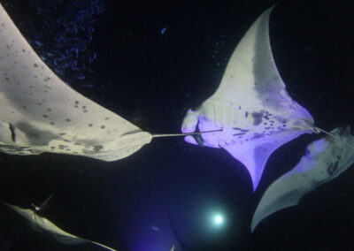8 Essential Safety Tips for Snorkeling with Manta Rays
