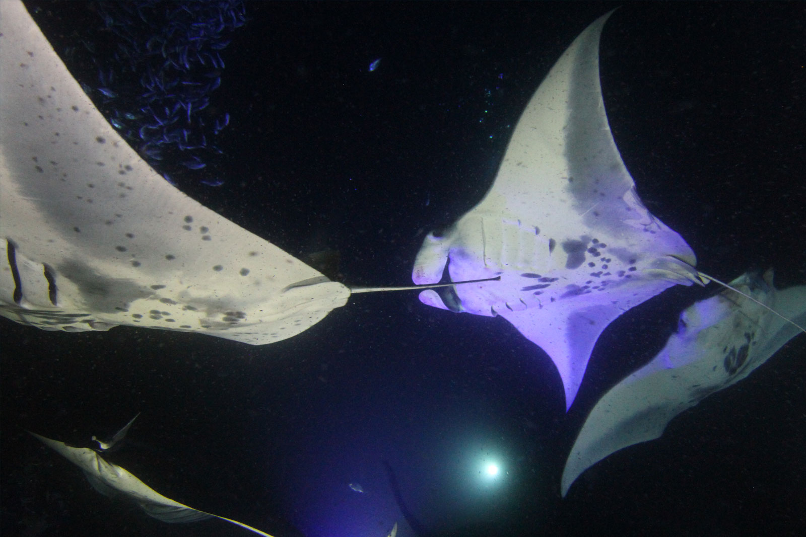8 Essentail Safety Tips Picture of a group of manta rays, illustrating the "8 Essentail Safety Tips" post