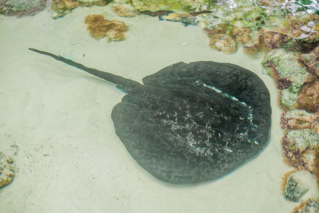 A photo of an electric ray, a well known type of ray