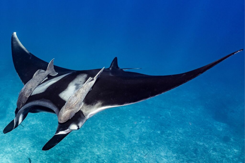 A giant manta ray to illustrate manta rays in the article types of rays