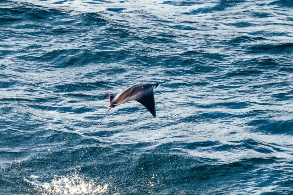 A Mobula ray jumping out the water, to ilustrate the article "different types of rays"