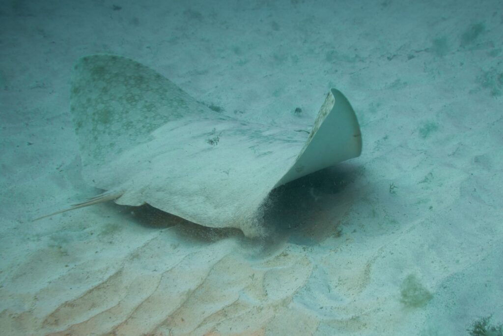 A picture of a butterfly ray, to illustrate the article "Types of Rays"
