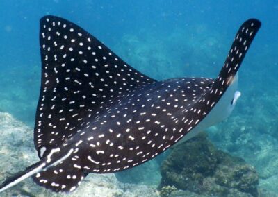 A Guide to the Different Types of Rays in Hawaii