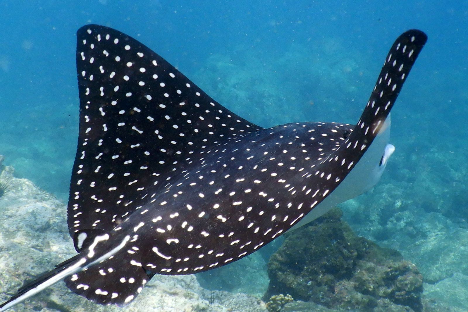 spotted eagle ray – a common type of ray A photo of a Spotted Eagle Ray, to ilustrate the article "Types of Rays"