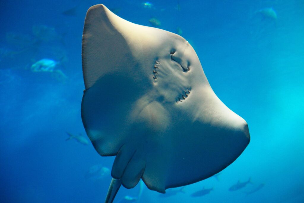 A Photo of a stingray to illustrate the article Types of ray