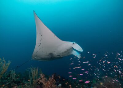 Introducing the Top 10 “Regulars” on the Manta Ray Swim