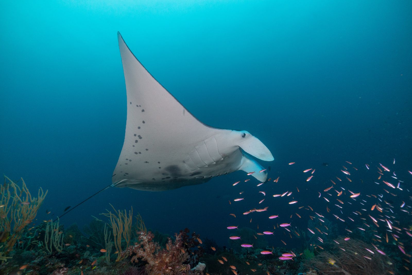 A photo of a Manta Ray to illustrate the article "The Regulars on the Manta Ray Swim"