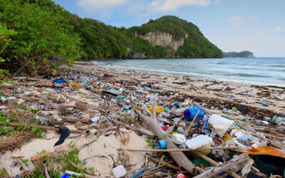 Why Beach and Coastal Cleanup are Essential for Marine Life Preservation