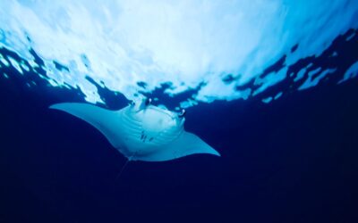 Decoding The Life Cycle of Manta Rays – and Our Role in Their Survival