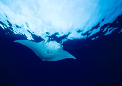Decoding The Life Cycle of Manta Rays – and Our Role in Their Survival