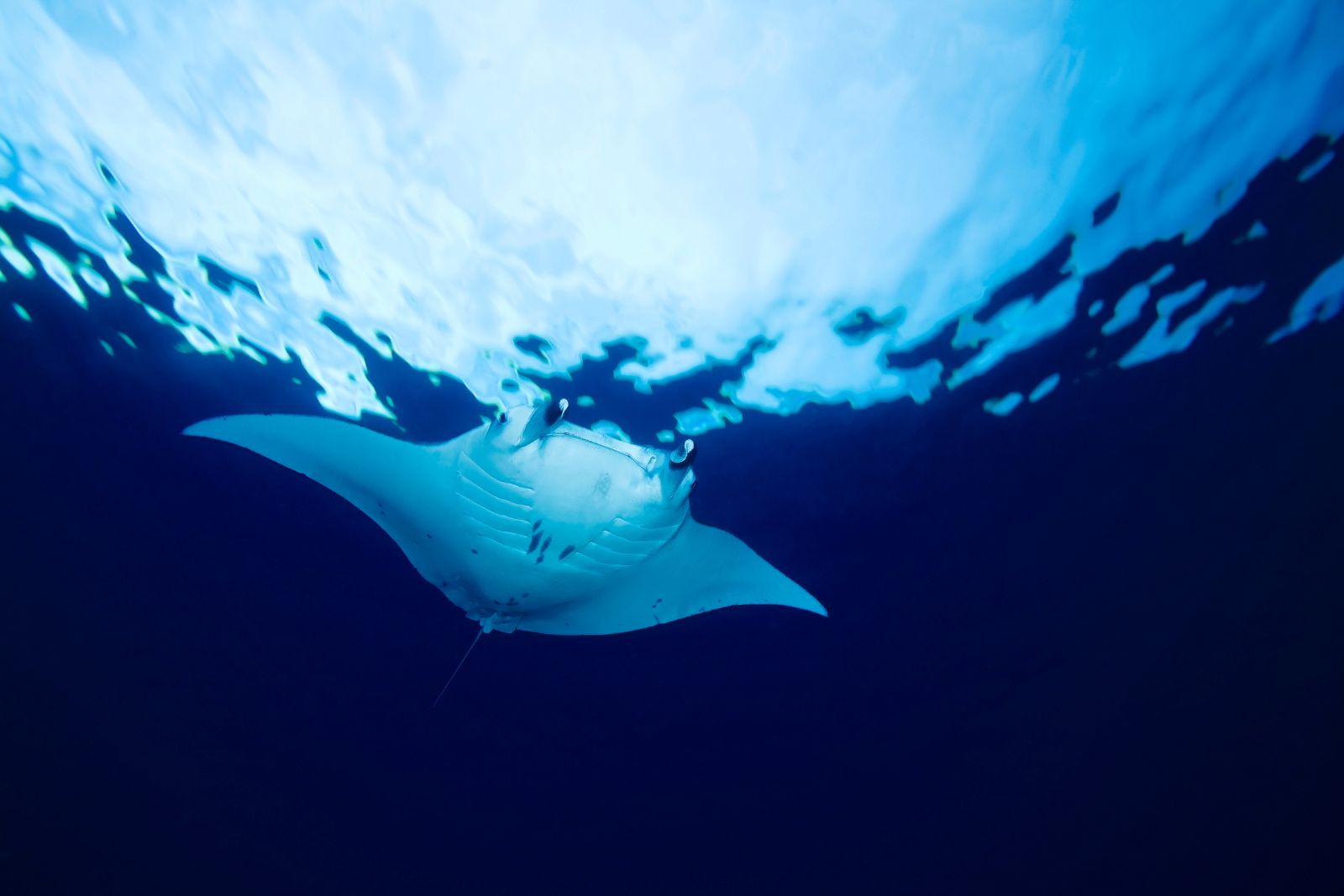 manta ray life cycle manta ray swimming near the surface - illustrating our article about the life cycle of manta rays