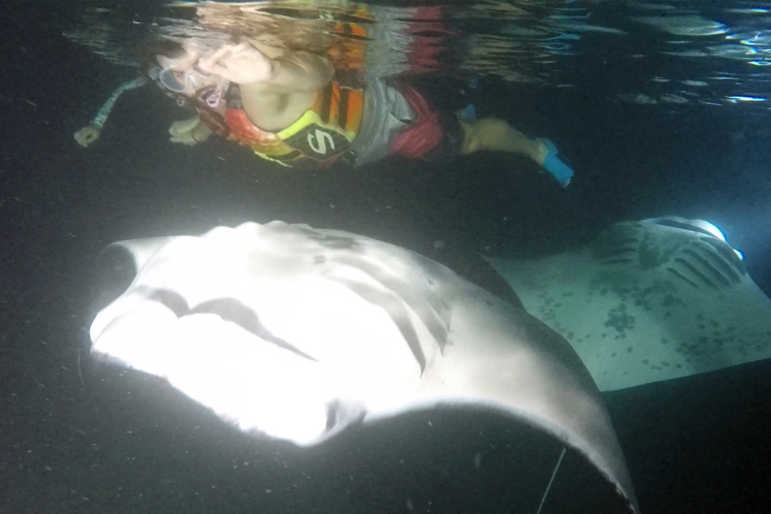 Featured-Image-chances-of-seeing-manta-rays-at-night–1