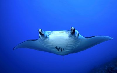 Beneath the Surface: The Risks of Snorkeling with Manta rays at Night