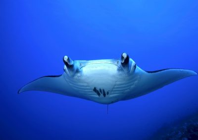 Beneath the Surface: The Risks of Snorkeling with Manta rays at Night