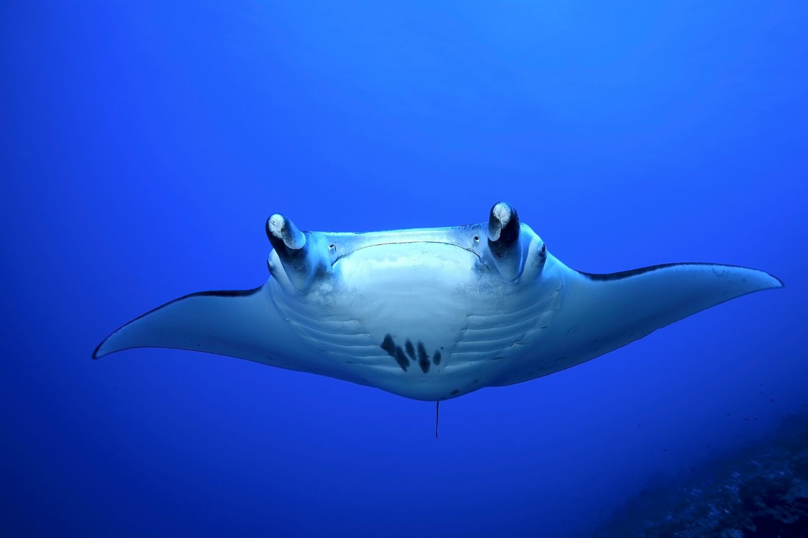 MRA ARTICLES 1600 X 1067 Photo of a manta ray to illustrate the article "The risks of snorkeling with manta rays at night"