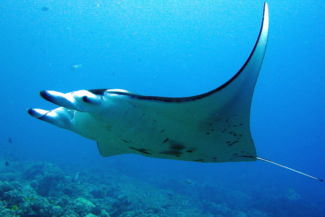 movement patterns of reef manta rays Photo of a manta ray to illustrate the article "Moving Patterns of Reef Manta Rays"