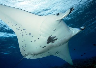 How Manta Rays Boost the Local Economy Around the World