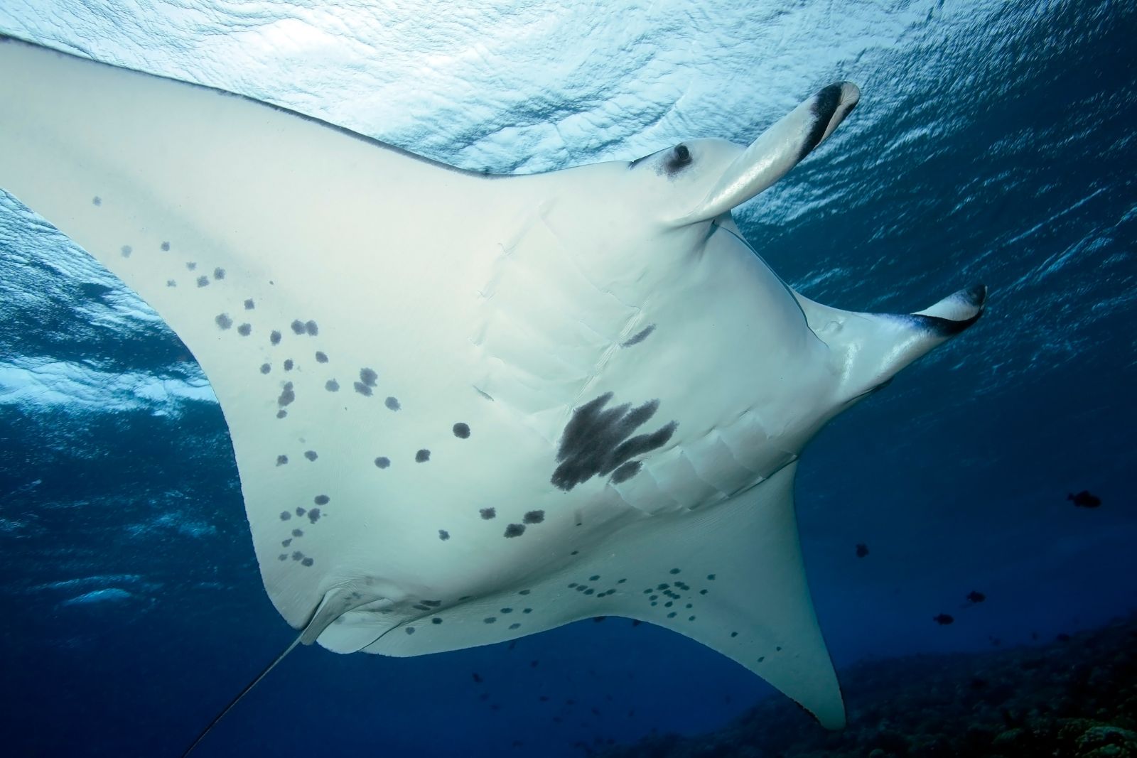 MRA ARTICLES 1600 X 1067 A photo of a manta ray to illustrate the article "the economic value of manta rays"