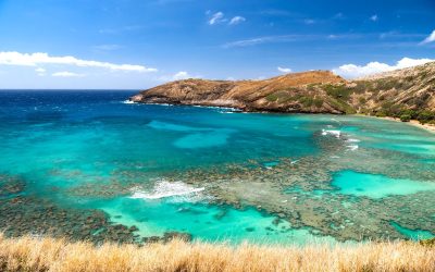 Marine Protected Areas and their Critical Role in Ocean Conservation