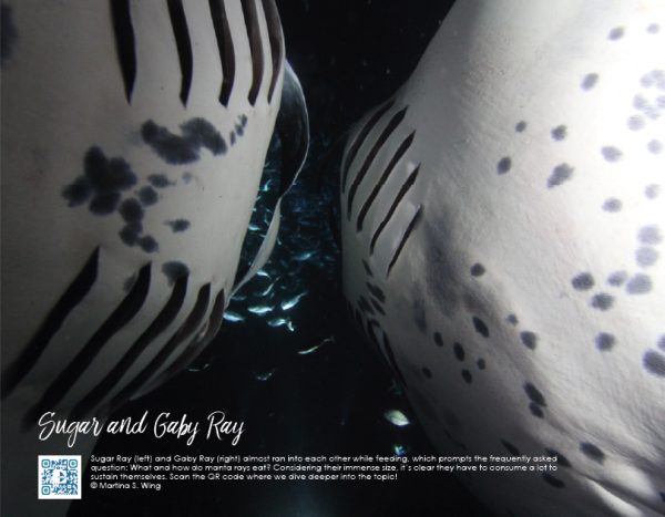 Calendar page of Sugar Ray and Gaby Ray: shows two manta rays swimming belly to belly together