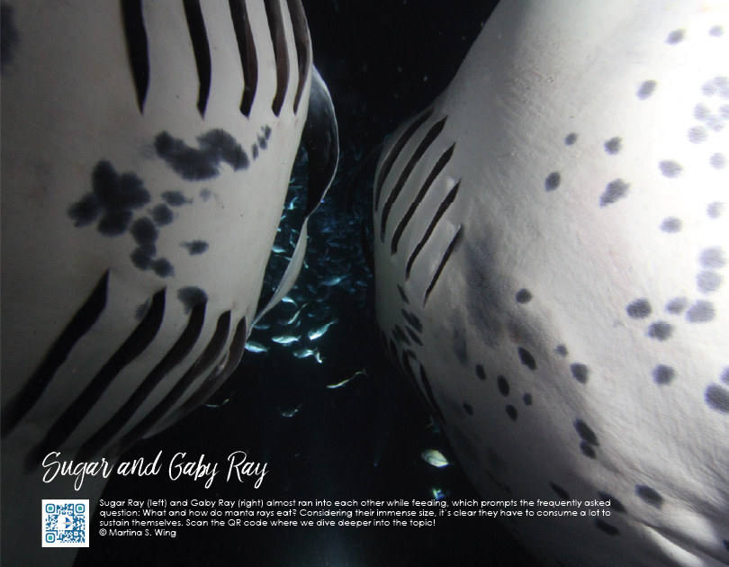 Calendar page of Sugar Ray and Gaby Ray: shows two manta rays swimming belly to belly together