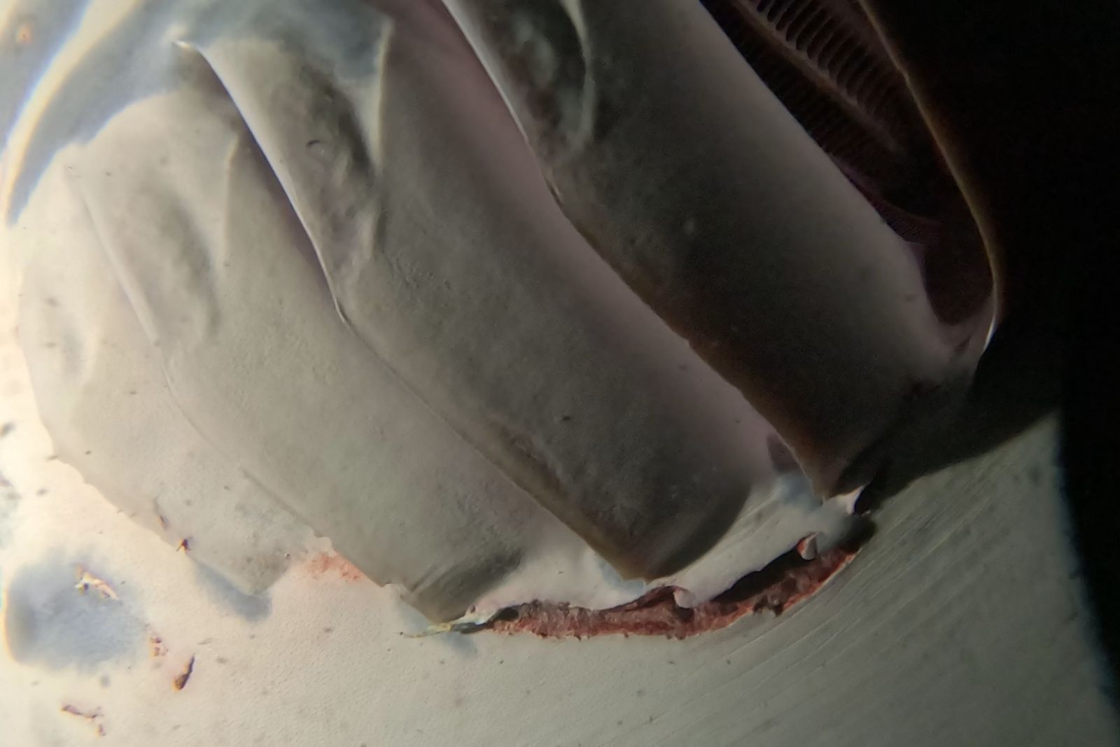 Otho Dee Ray's cut near the gill slits