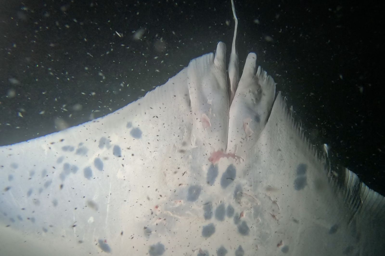 Otho Dee Ray's Recovery from Injuries