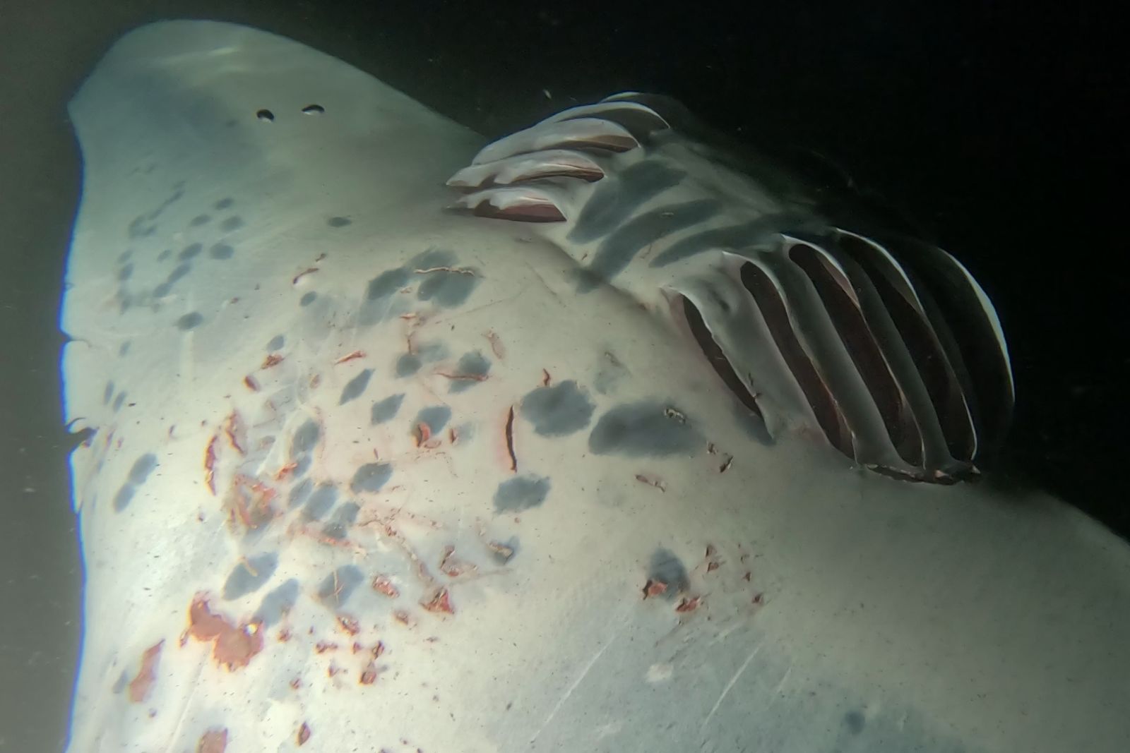 Otho Dee Ray's injuries