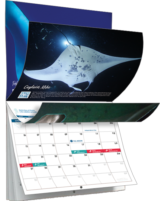 2025 Calendar Mockup PNG 2 2025 Mantas of Kona Calendar flipped open showing an image of a manta ray