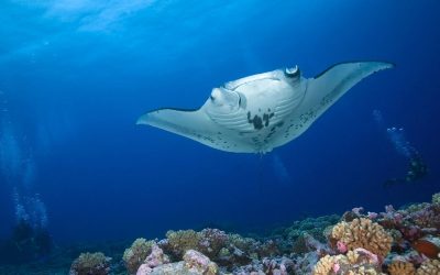 Tracking the Movement Patterns of Reef Manta Rays in Hawaii