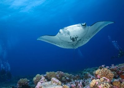 Tracking the Movement Patterns of Reef Manta Rays in Hawaii