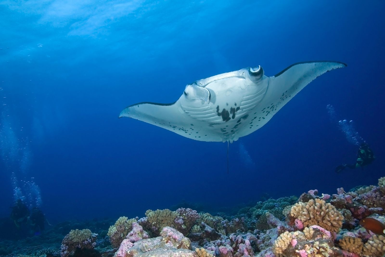 HOW RESOURCES ARTICLES 1600 X 1067 (1) A photo of a Reef Manta Ray, to illustrate the article "Movement Patterns of manta rays around Hawaii"