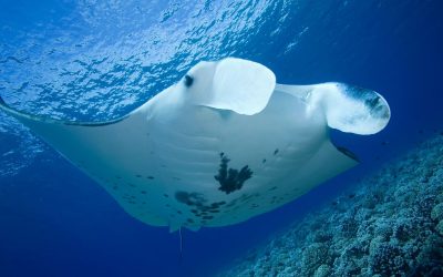 Why Manta Rays are the Gentle Giants of the Ocean