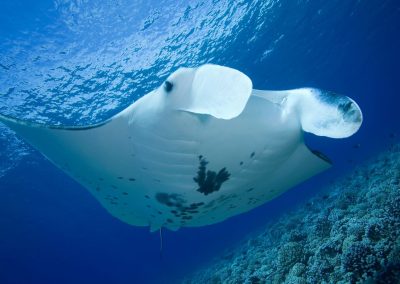 Why Manta Rays are the Gentle Giants of the Ocean