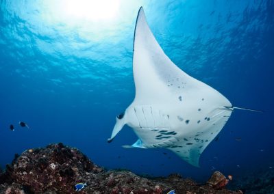 How Fast Can Manta Rays Swim?