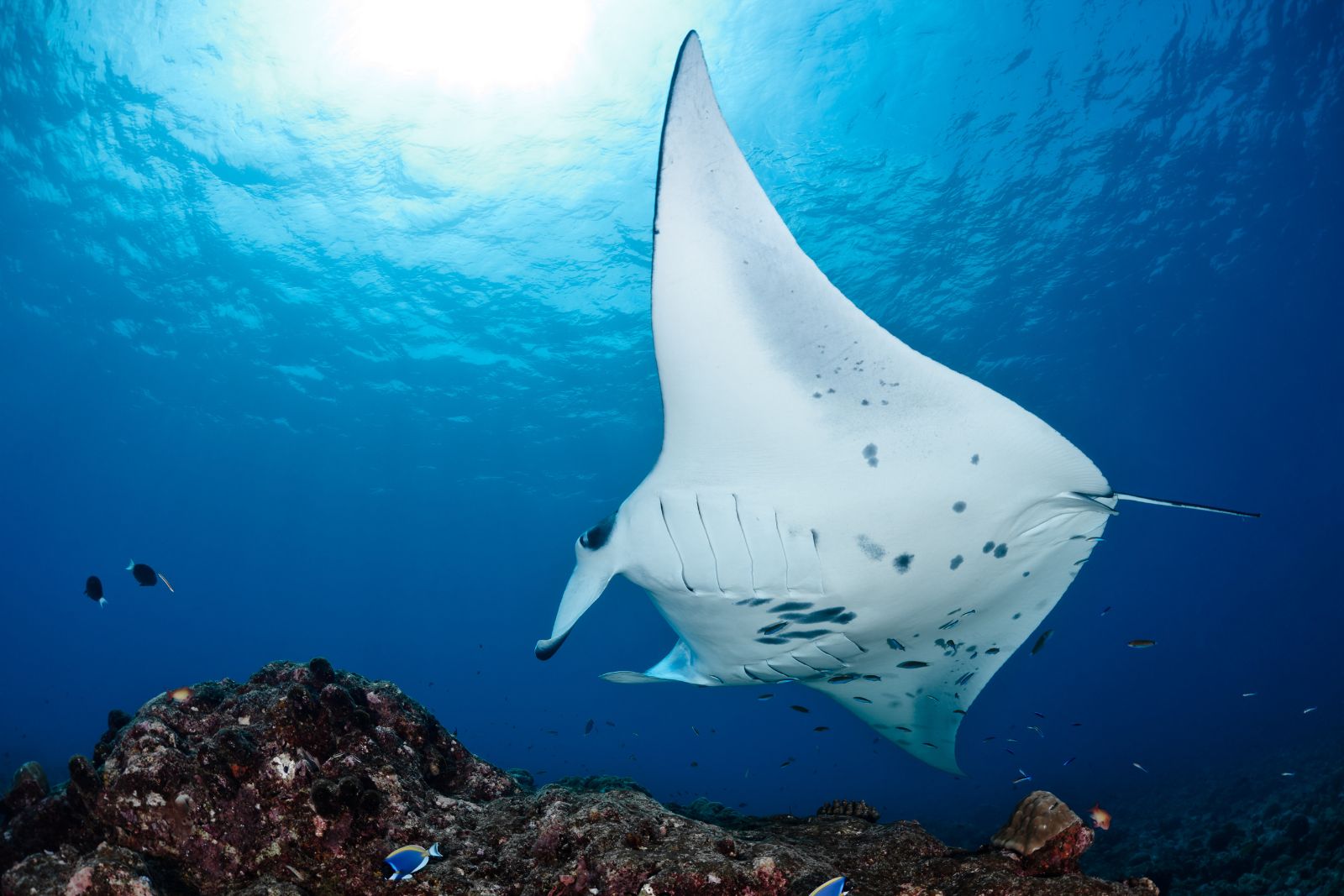 How fast can manta rays swim A picture of a manta ray to illustrate the article "How fast can manta rays swim"