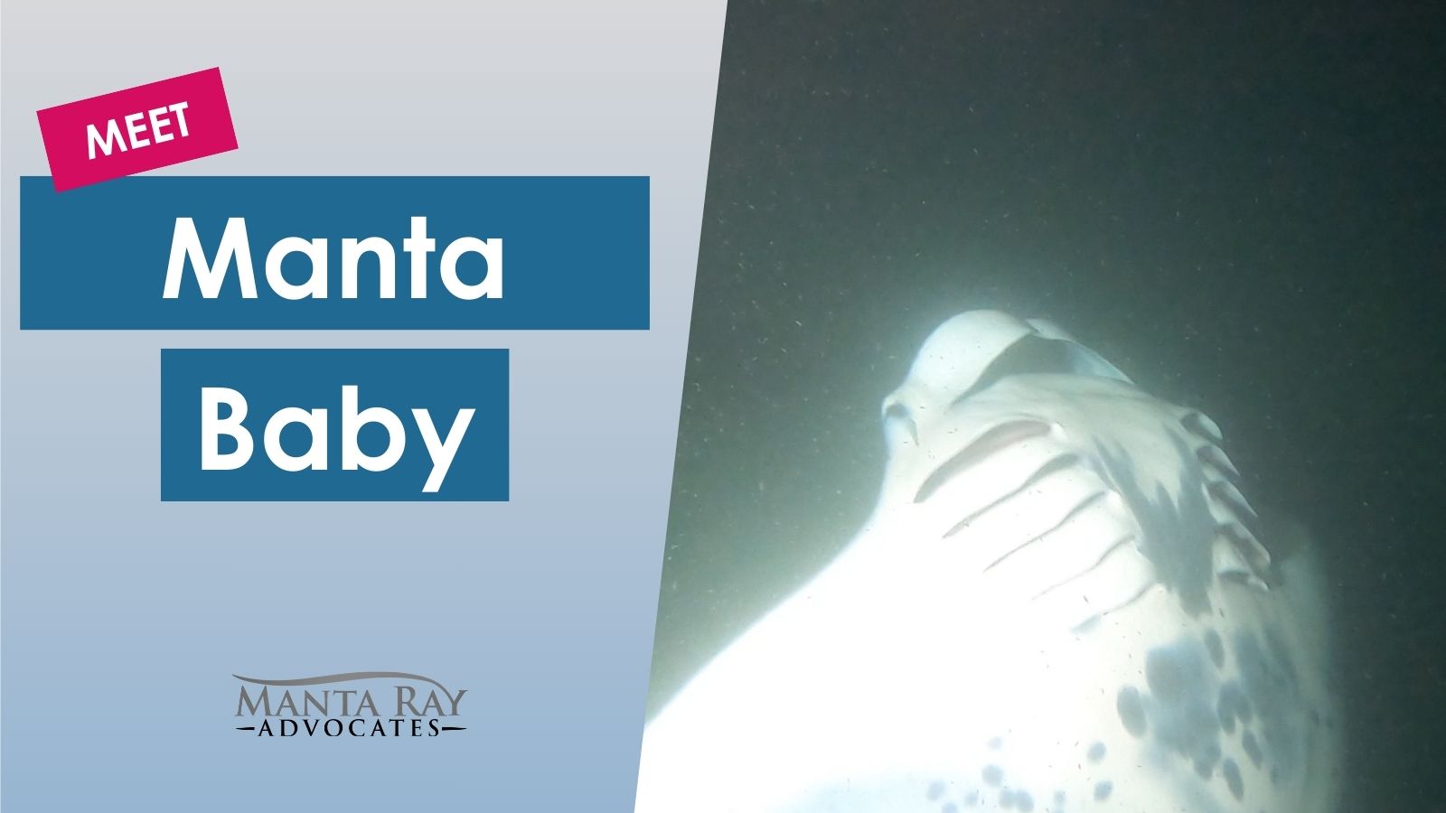 Manta Baby