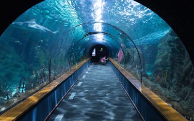Behind the Scenes: How Georgia Aquarium Gives Manta Rays an Annual Check-up