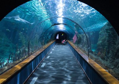 Behind the Scenes: How Georgia Aquarium Gives Manta Rays an Annual Check-up