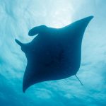 The Caribbean Manta Ray: a Third Species of Ocean Giants?