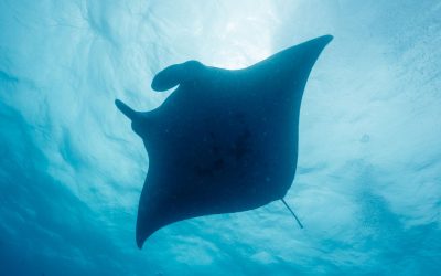 The Caribbean Manta Ray: a Third Species of Ocean Giants?