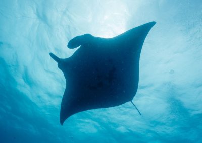 The Caribbean Manta Ray: a Third Species of Ocean Giants?