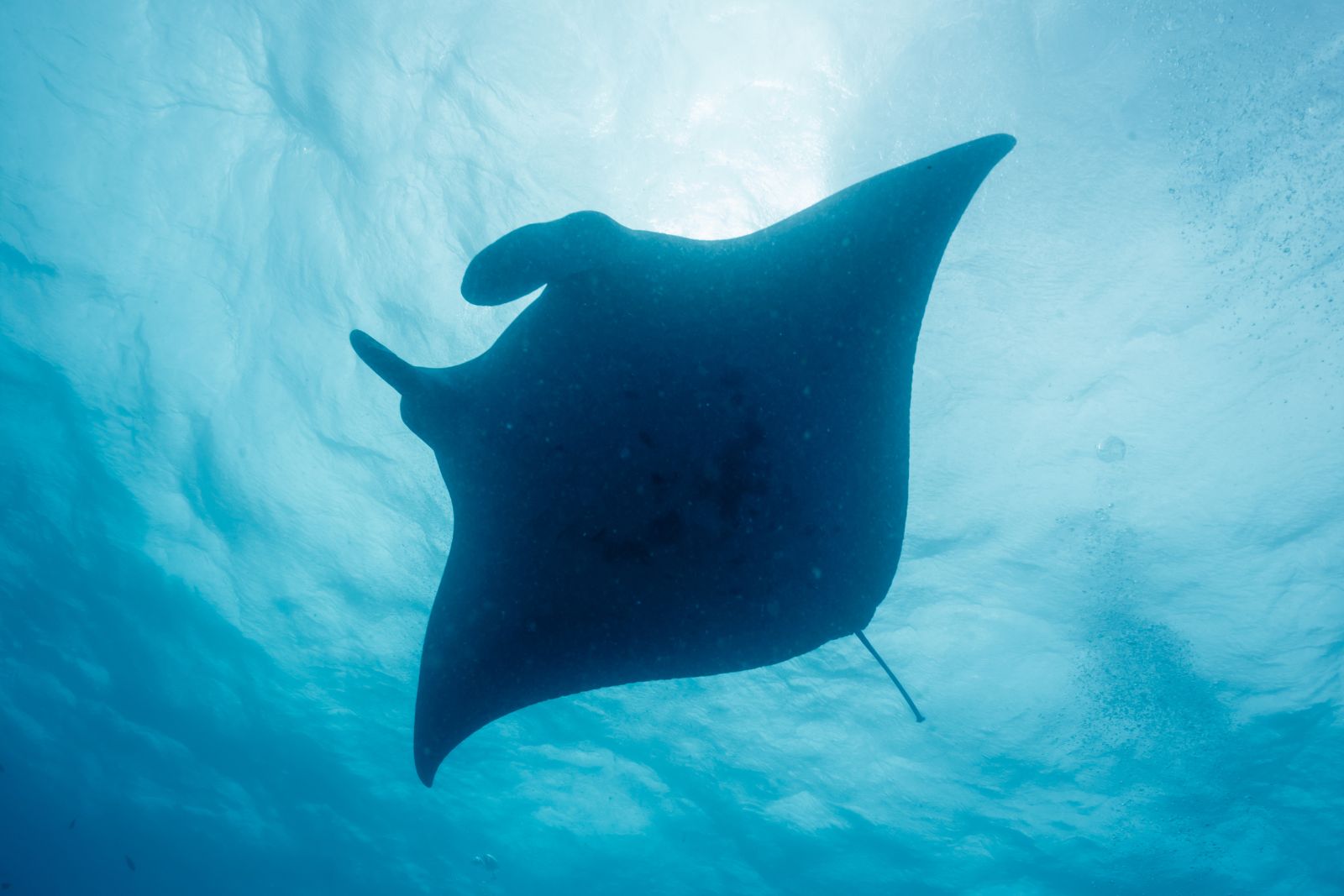 Caribbean Manta Ray A silhouette of manta ray to illustrate the article about Caribbean manta rays, a potential third species