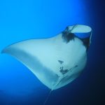 How Manta Ray’s Movements Are Inspiring the Future of Engineering