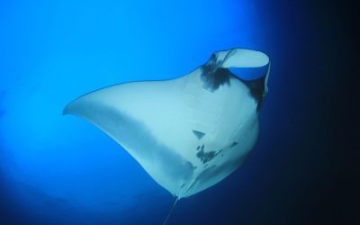 How Manta Ray’s Movements Are Inspiring the Future of Engineering