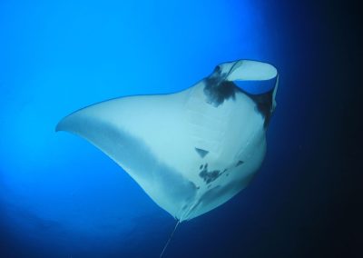How Manta Ray’s Movements Are Inspiring the Future of Engineering